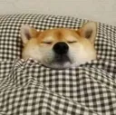 doge_sleeping