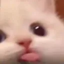 AL_aCatImSILLY AL_aCatImSILLY