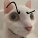 cat_sus