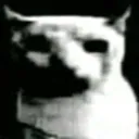 Catdespair