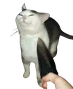khajiit khajiit