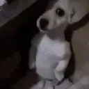 perro_27x