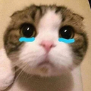 CatPlead Discord emoji