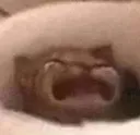 WAAAH