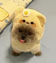 xiaojie_bear