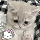 cat_sad