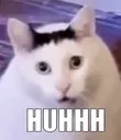 huh_cat huh_cat