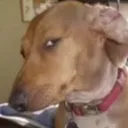 Dog_sus2 Discord Emoji