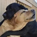 Dog_hug Discord Emoji