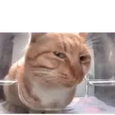 sus_cat