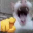 CatLaughing CatLaughing
