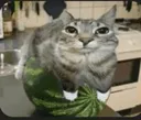 watermeloncat