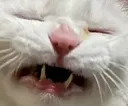 screef