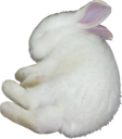 bunny_dead Discord emoji