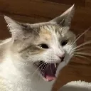 pankscrem
