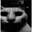 YM_catdespair