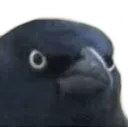 crowJudge