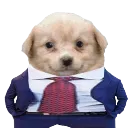 perro_negocias