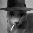 tilted_cat