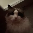 soulessstare soulessstare