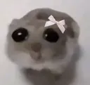 RAT RAT