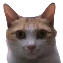 CuckooStare
