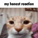 MyHonestReaction