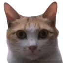 cuckoostare cuckoostare