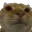 cat_no