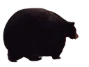 FatBear