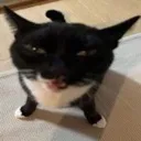 gato