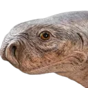 cotyjudge
