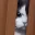 catangry