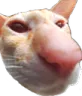 wutcat
