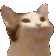 nodCat