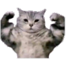 cat_strong Discord emoji