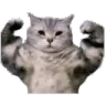cat_strong cat_strong