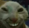trollcat trollcat