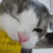 eat