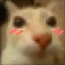 gatosonrojado