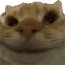 yescat