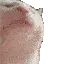 catvibe