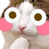 CatFlustered_D18