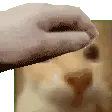 headpat