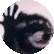 raccPedro