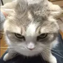 Angrycat angrycat Discord Emoji