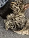 AWWPEANUTT