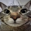 cat_stare