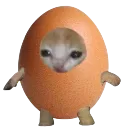 EggCat