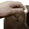 petthebuh petthebuh